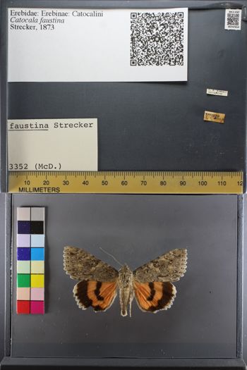 Media type: image;   Entomology 747654